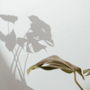 Meet your Posher, Courteney